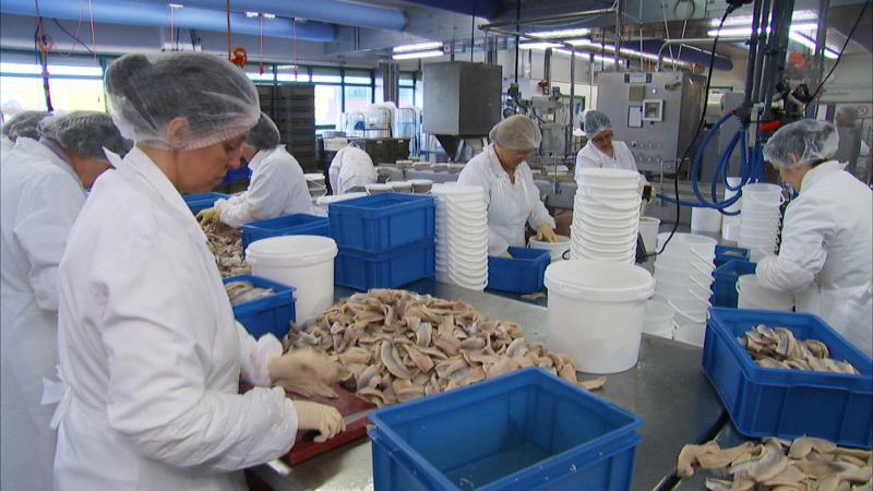 ms Fischverarbeitung5